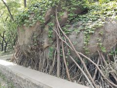 -白水寺森林公园