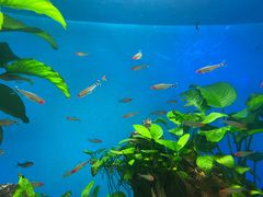 -太平洋海底世界