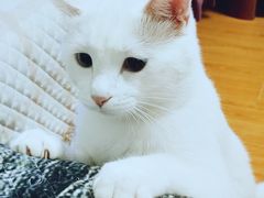 -中农大我爱我爱动物医院·核磁CT·猫病·24小时夜诊中心(石佛营店)