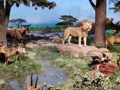 -国家自然博物馆