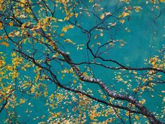 -叠溪松坪沟景区