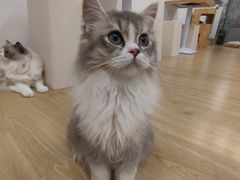 -有喵·猫咖·狗咖·30几只猫10只小狗(岗厦店)