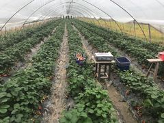 -小鱼草莓采摘园农家乐·小鱼餐厅