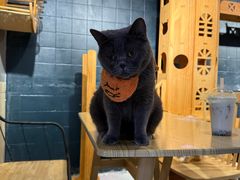-豆逗聊愈猫阁Easy Life