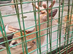 -武陵山森林公园