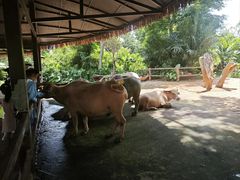 -海南热带野生动植物园