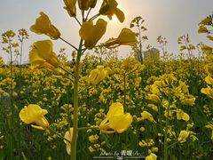 -汉长安城未央宫国家考古遗址公园