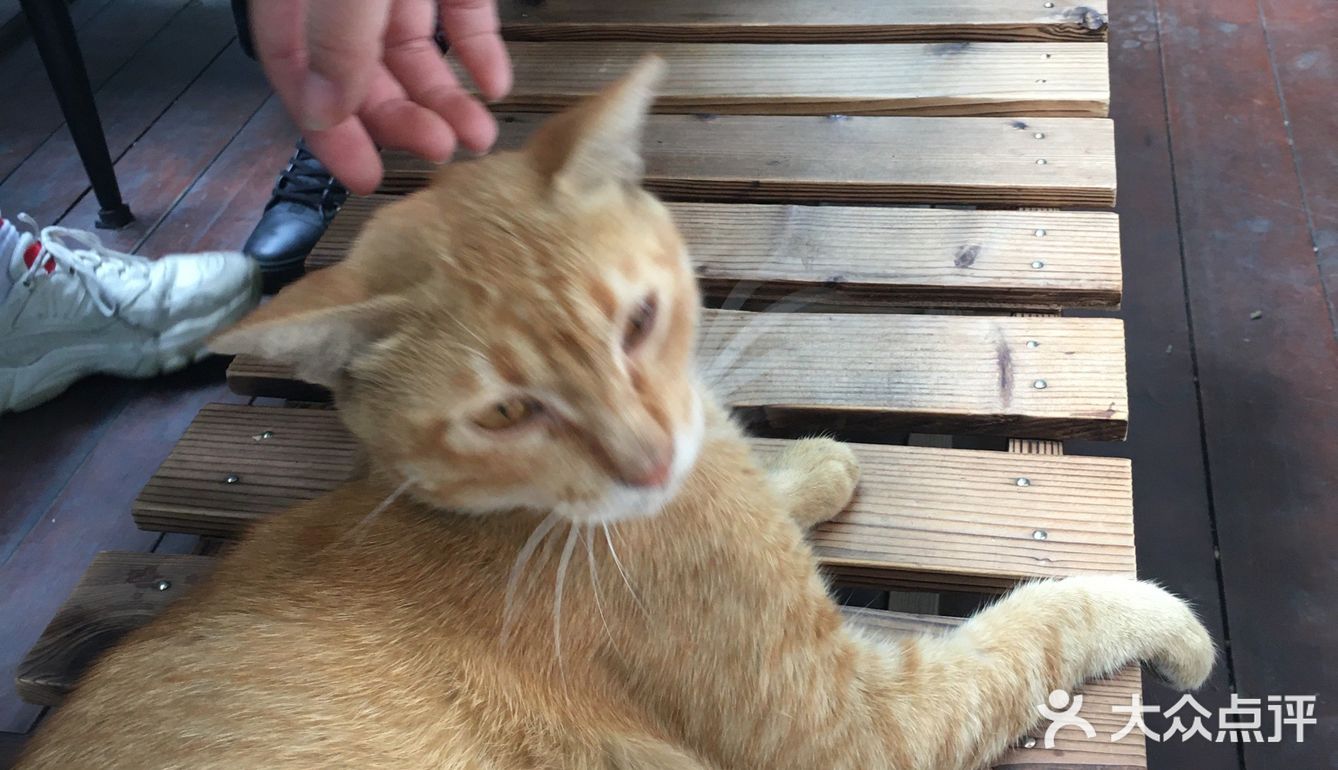 一家藏身社区的咖啡店 有猫猫的店总是特别吸引人