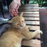 一家藏身社区的咖啡店 有猫猫的店总是特别吸引人