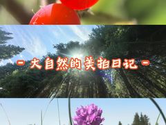 -铁山坪森林公园