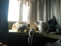 -猫猫幼稚园·撸猫·桌游·电玩