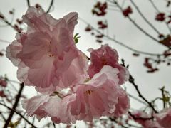 -天适樱花悠乐园