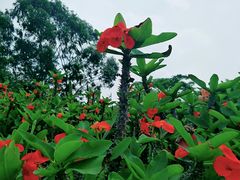 -松山湖梦幻百花洲