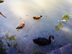 -曼听御花园