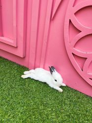 -萌宠亲子动物乐园(槐房万达店)