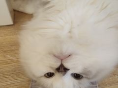 -滚猫咖啡·猫咖·猫友好撸猫(未来城店)