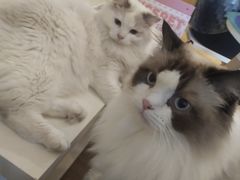 -滚猫咖啡·猫咖·猫友好撸猫(未来城店)