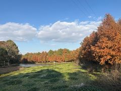 -上海海湾国家森林公园