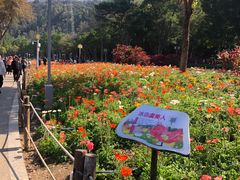 -顺峰山公园