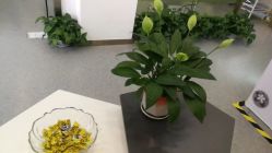 -苗医生0感科技祛痘