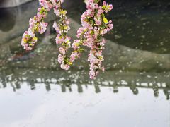 -海棠花溪(元大都城垣遗址公园)