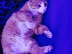 -Sirena海妖日咖夜酒