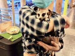 -清迈夜间动物园