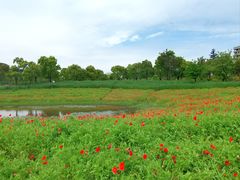 -春花秋色城市公园