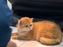 -可蒙动物医院·猫科·骨科中心(首义路店)
