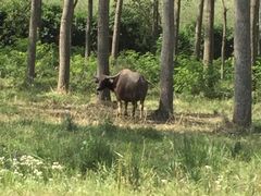 -黄海国家森林公园