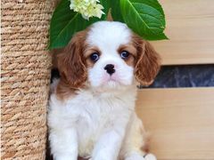 -萌宠之家·腊肠犬·马尔泰·小体犬舍