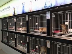 -翊宠yipet猫狗购宠庄园犬舍•猫舍