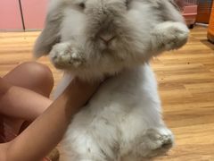 -藦茜花园宠物主题亲子互动体验馆(国顺东路店)