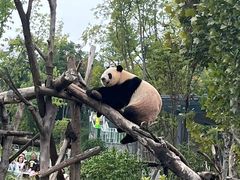 -成都大熊猫繁育研究基地