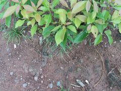 -四川省体育馆羽毛球馆