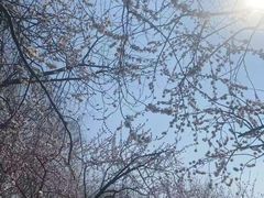 -桃花堤公园