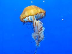 -长春中泰海洋世界