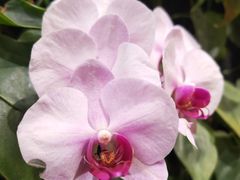 -Peet's Coffee皮爷咖啡(豫园店)