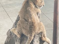 -秦皇岛野生动物园