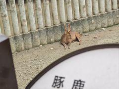 -成都动物园