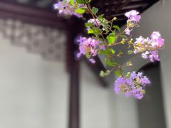 -上海醉白池公园