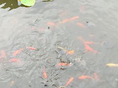 -龙头寺公园