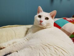 -北京恒爱动物医院(清景园分院)