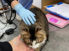 -东莞宠友24H宠物中心医院·转诊夜诊·异宠(新河北路院)