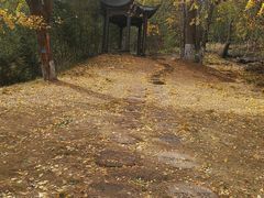 -千年银杏谷文化旅游区