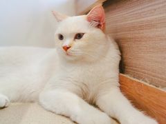 -藏猫猫咖啡主题馆(中央大道店)