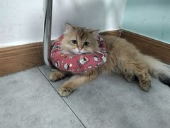 -凯特喵百思猫专科医院