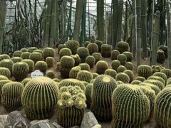 -南山植物园