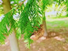 -羊亭河湿地公园