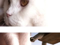 -猫的茶·猫咖